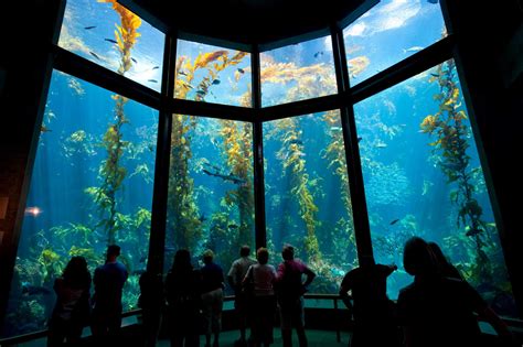 5 awesome things to do at the Monterey Bay Aquarium